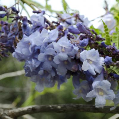 Flor De La Jacaranda Thumb
